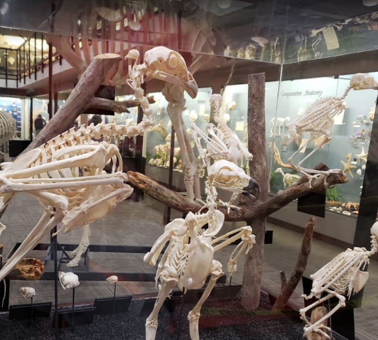museum-of-osteology-photo